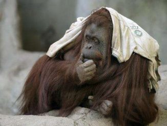 Orangutan Sandra