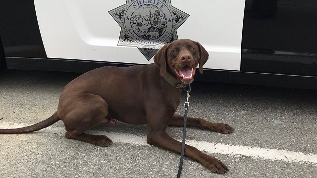 police dog Milo San Diego meth bust