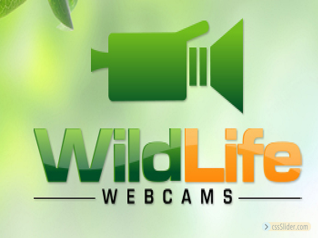 Wildlife Webcams