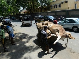 Gujarat dead cows