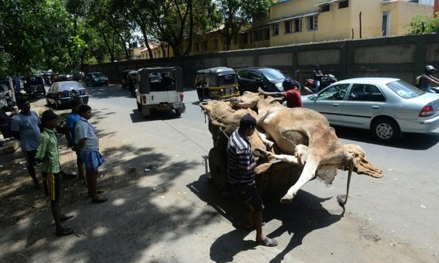 Gujarat dead cows