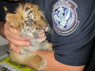 smuggled tiger cub