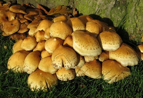 magic mushrooms