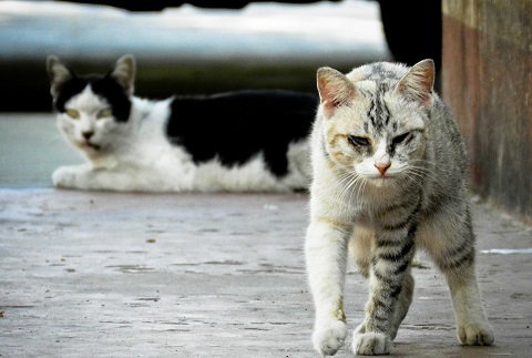 stray cats