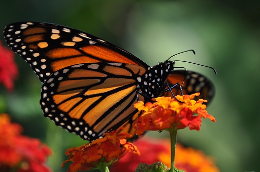 Monarch butterfly