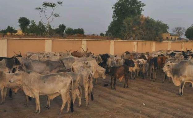 Nigerian cattle
