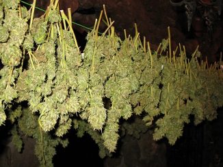 Drying Cannabis Buds