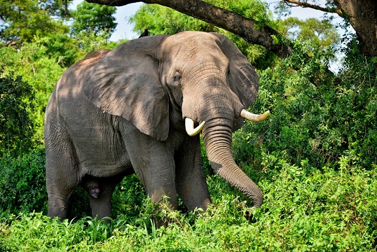 African Elephant Uganda
