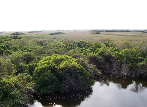 Florida Everglades