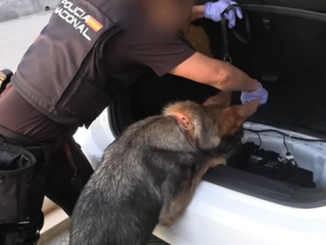 Spain police dogs searching cars