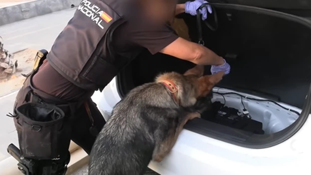 Spain police dogs searching cars