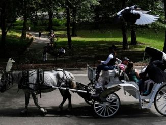 horse drawn carriage in central park