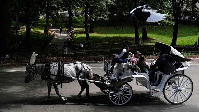 horse drawn carriage in central park