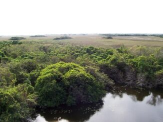 Florida Everglades